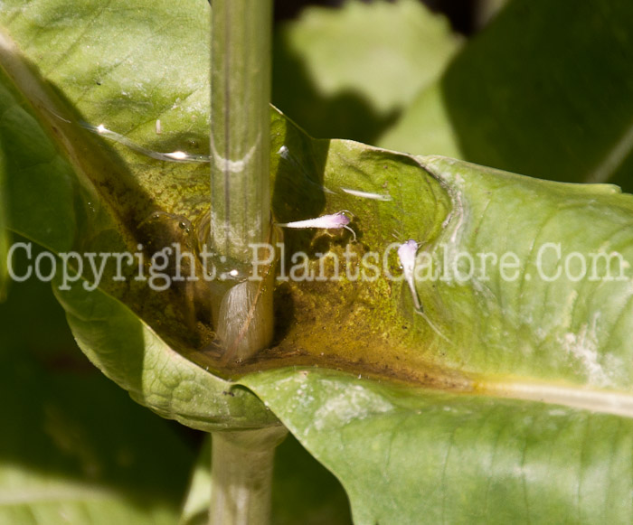 PGC-P-Dipsacus-sativus-aka-Fullers-Teasel-10