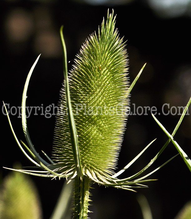 PGC-P-Dipsacus-sativus-aka-Fullers-Teasel-3