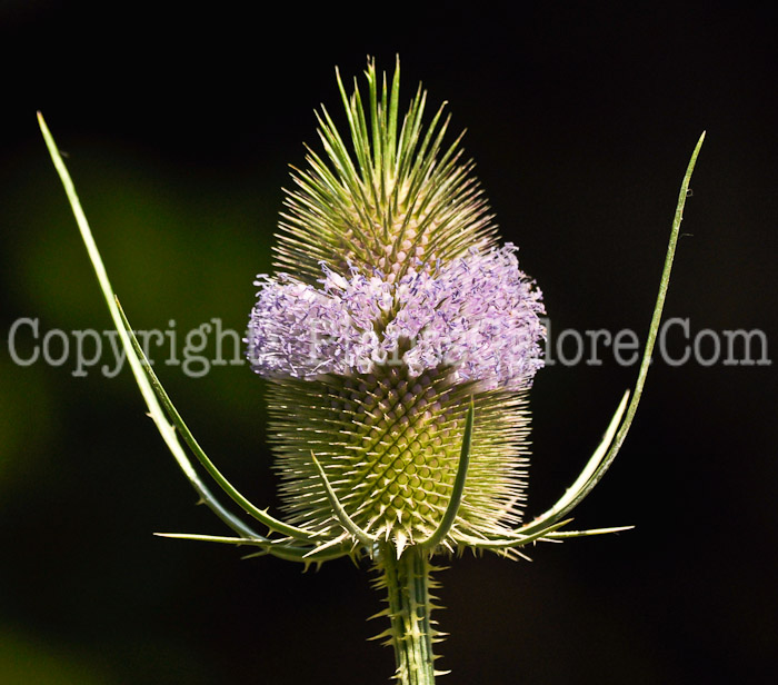 PGC-P-Dipsacus-sativus-aka-Fullers-Teasel-4