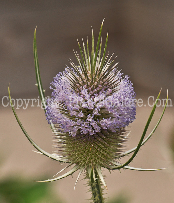 PGC-P-Dipsacus-sativus-aka-Fullers-Teasel-5