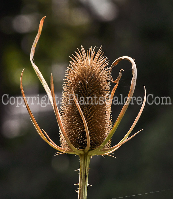 PGC-P-Dipsacus-sativus-aka-Fullers-Teasel-6