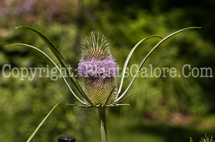 PGC-P-Dipsacus-sativus-aka-Fullers-Teasel-8