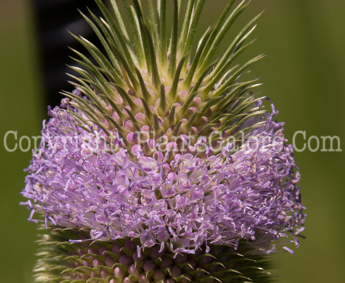 PGC-P-Dipsacus-sativus-aka-Fullers-Teasel-9