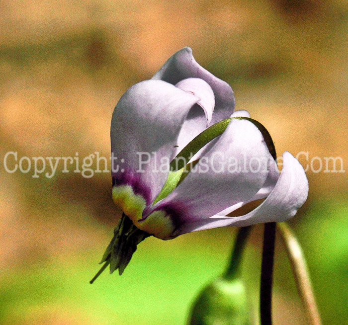 PGC-P-Dodecatheon-jeffreyi-2010-02