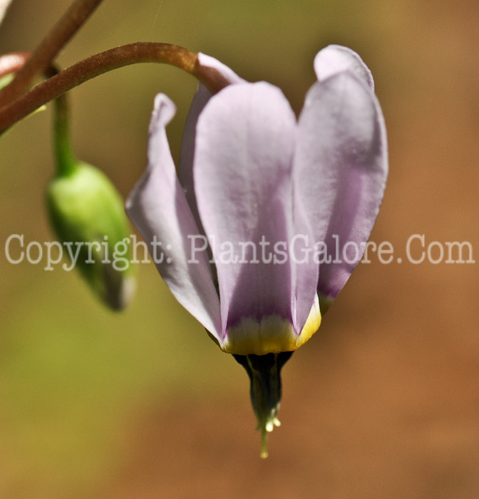 PGC-P-Dodecatheon-jeffreyi-2010-05