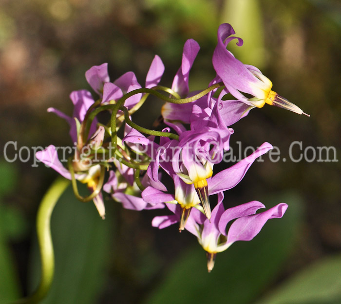 PGC-P-Dodecatheon-jeffreyi-2010-07