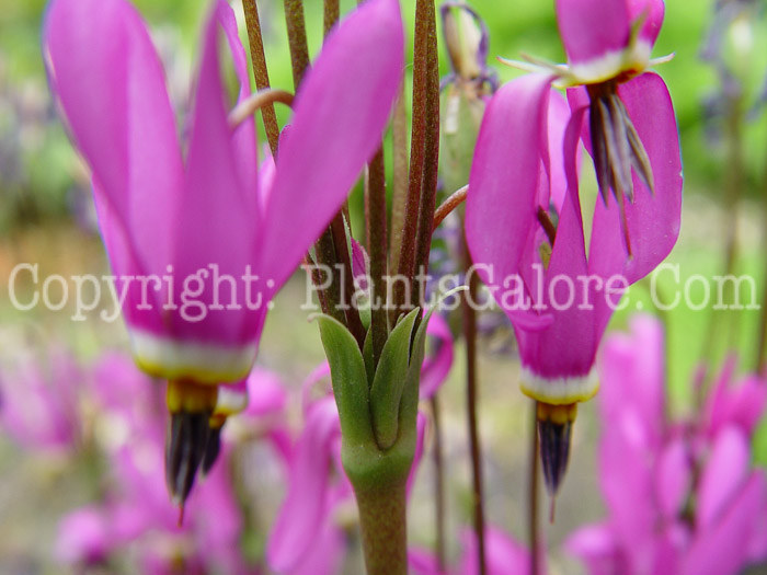 PGC-P-Dodecatheon-pulchellum-2010-08