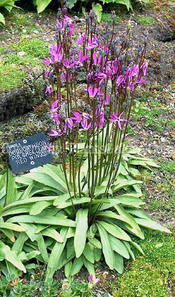 PGC-P-Dodecatheon-pulchellum-Red-Wings-9-2010