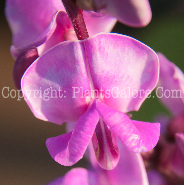 PGC-V-Dolichos-lablab-aka-Hyacinth-Bean-flower-1