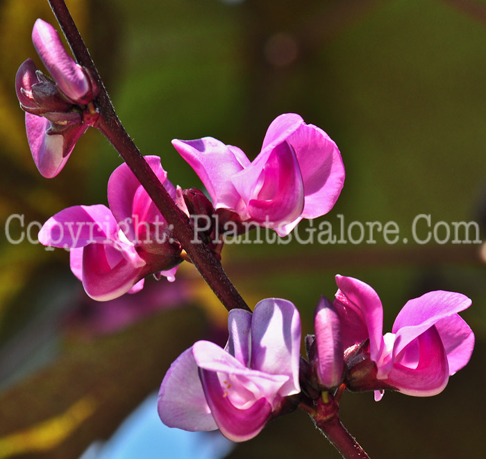 PGC-V-Dolichos-lablab-aka-Hyacinth-Bean-flower-11
