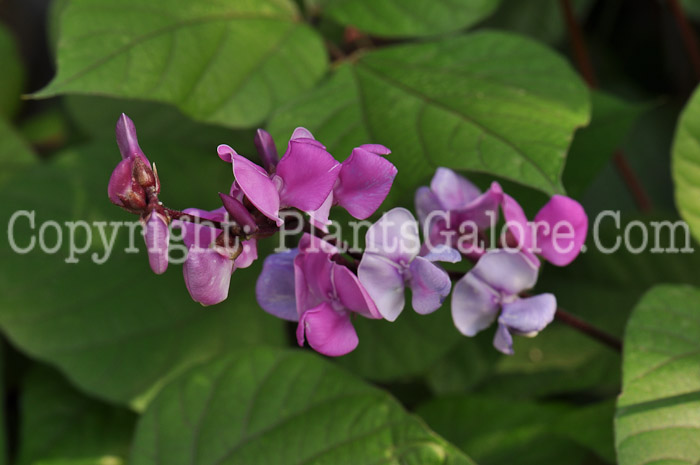 PGC-V-Dolichos-lablab-aka-Hyacinth-Bean-flower-2