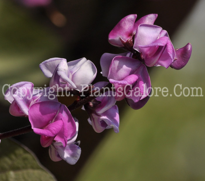 PGC-V-Dolichos-lablab-aka-Hyacinth-Bean-flower-5
