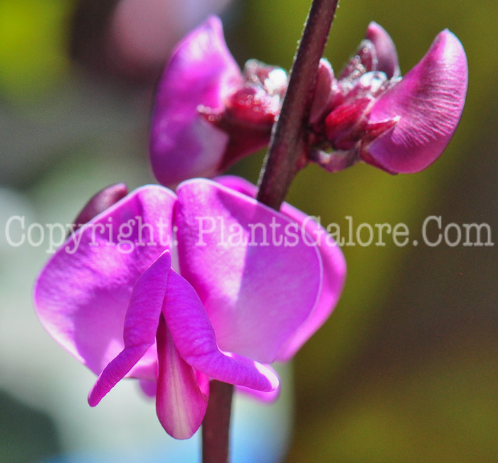 PGC-V-Dolichos-lablab-aka-Hyacinth-Bean-flower-8