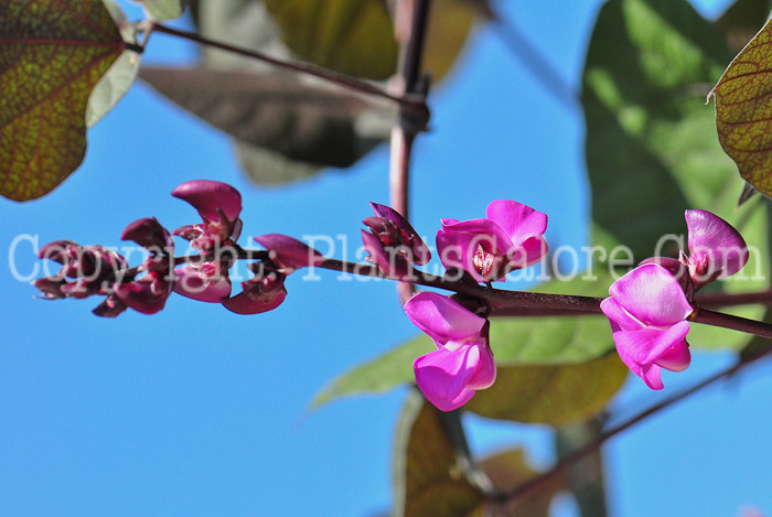 PGC-V-Dolichos-lablab-aka-Hyacinth-Bean-flower-9