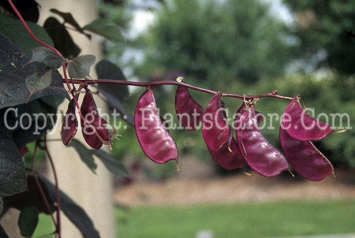 PGC-V-Dolichos-lablab-aka-Hyacinth-Bean-fruit-3