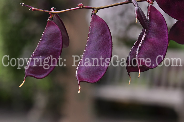 PGC-V-Dolichos-lablab-aka-Hyacinth-Bean-fruit-7