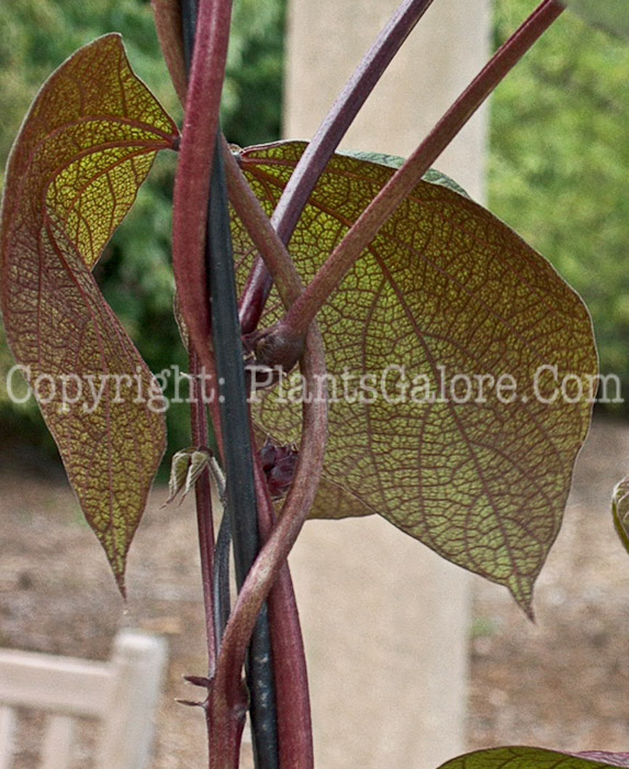 PGC-V-Dolichos-lablab-aka-Hyacinth-Bean-vine-2