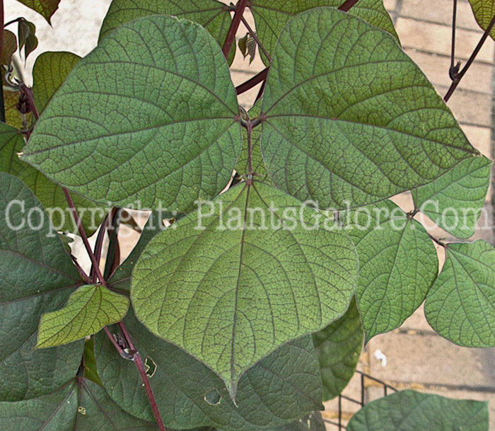 PGC-V-Dolichos-lablab-aka-Hyacinth-Bean-vine-3