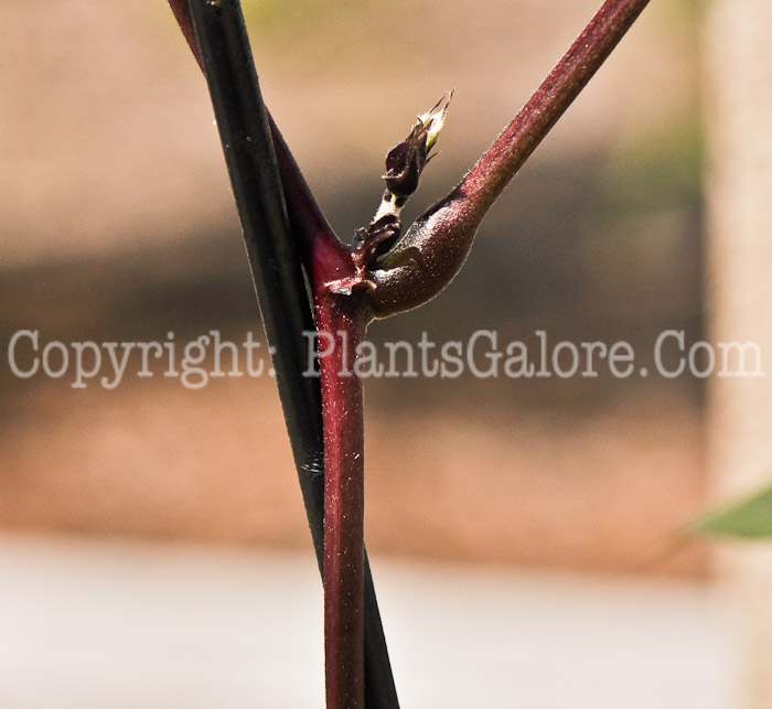 PGC-V-Dolichos-lablab-aka-Hyacinth-Bean-vine-5