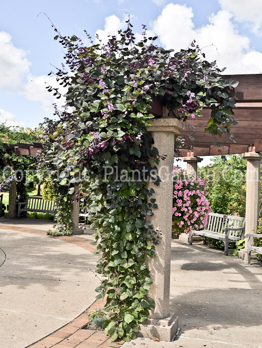 PGC-V-Dolichos-lablab-aka-Hyacinth-Bean-vv-4