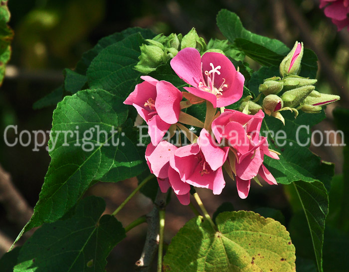 PGC-S-Dombeya-Seminole-aka-Tropical-Rose-Hydrangea-2013-2