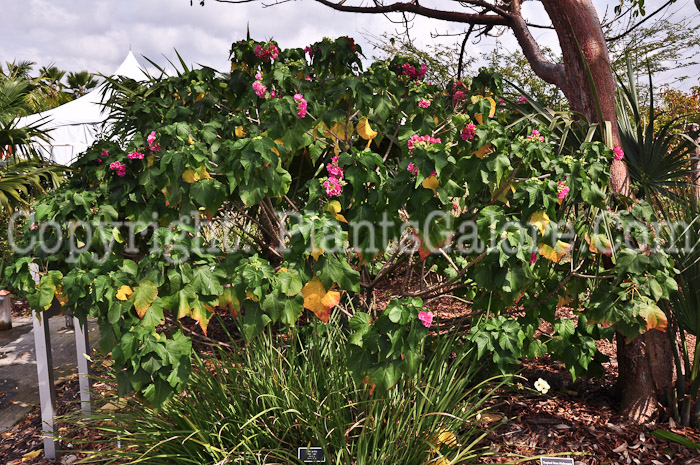 PGC-S-Dombeya-Seminole-aka-Tropical-Rose-Hydrangea-2013-3