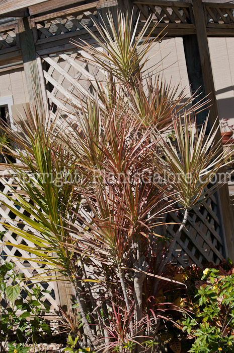 PGC-T-Dracaena-marginata-aka-Dracaena-0214-3-1