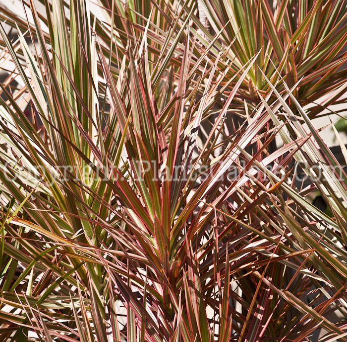 PGC-T-Dracaena-marginata-aka-Dracaena-0214-3-2