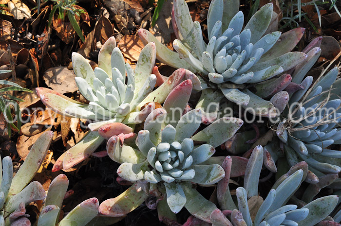 PGC-P-Dudleya-caespitosa-0413-1