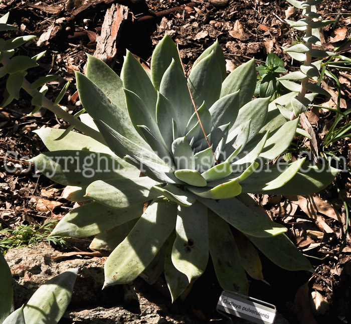 PGC-P-Dudleya-pulverulenta-CA-2011-01