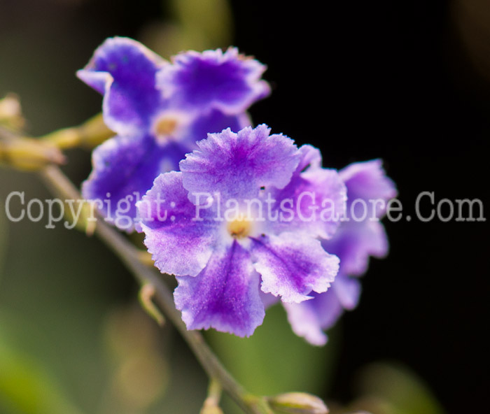 PGC-P-Duranta-erecta-aka-Sky-Flower-0514i-1