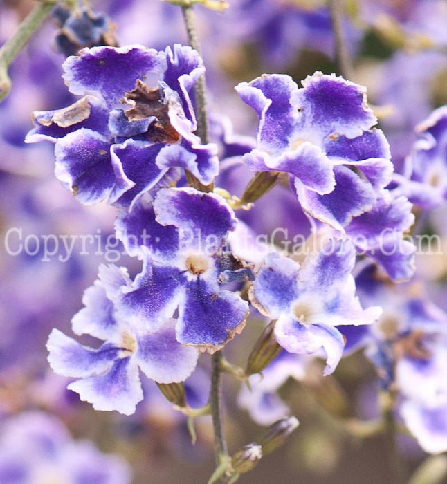 PGC-P-Duranta-erecta-aka-Sky-Flower-0514i-2