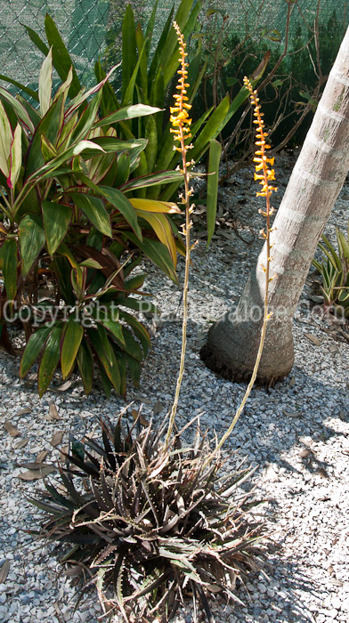 PGC-P-Dyckia-Red-Planet-0114-1