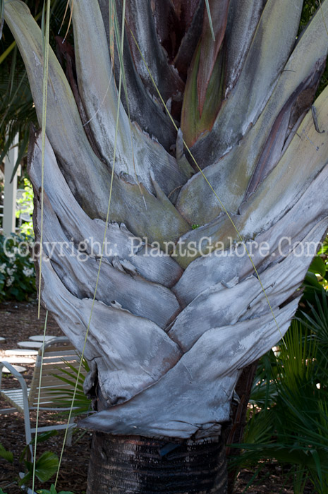 PGC-T-Dypsis-decaryi-aka-Triangle-Palm-0214-1