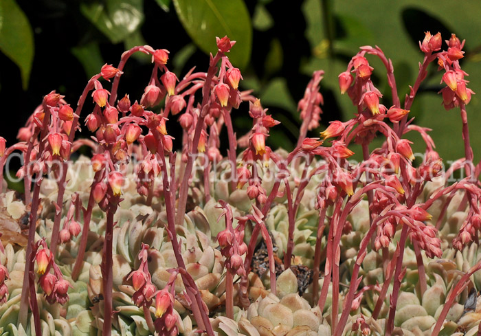 PGC-P-Echeveria-elegans-aka-Mexican-Gem-1