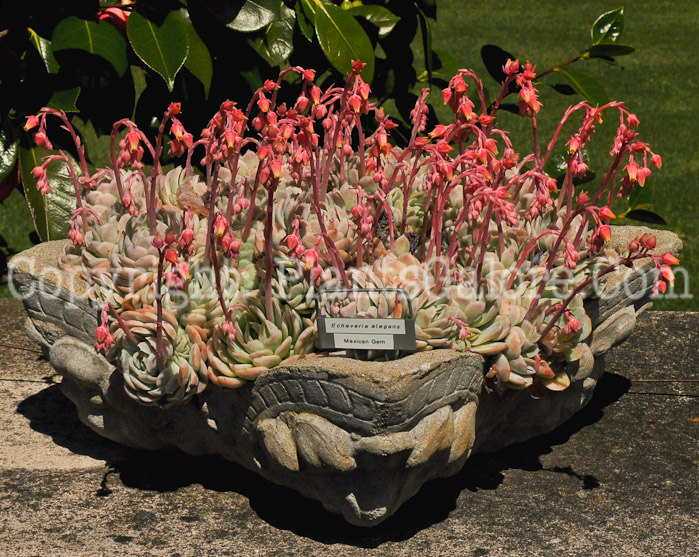 PGC-P-Echeveria-elegans-aka-Mexican-Gem-3