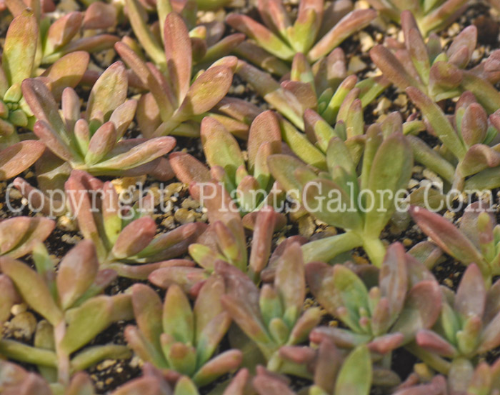 PGC-P-Echeveria-prolifica-aka-Prolific-Echeveria-1