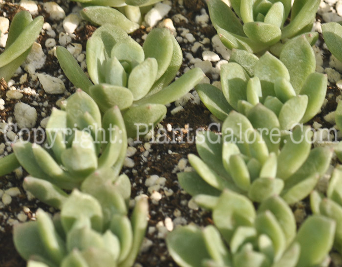 PGC-P-Echeveria-prolifica-aka-Prolific-Echeveria-2