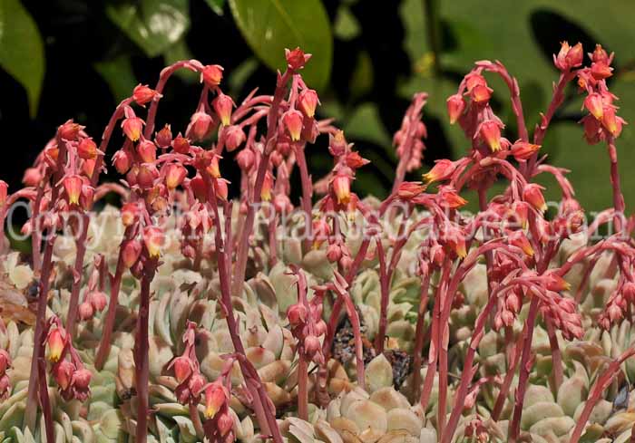 PGC-P-Echeveria-elegans-aka-Mexican-Gem-1