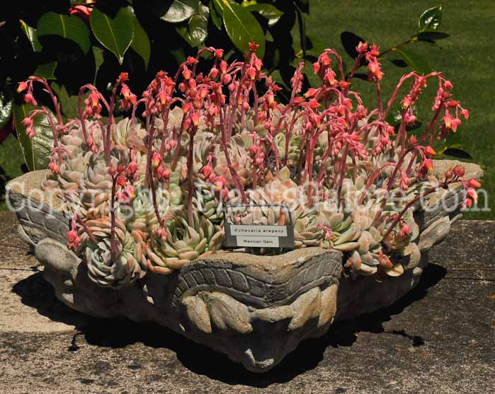 PGC-P-Echeveria-elegans-aka-Mexican-Gem-3