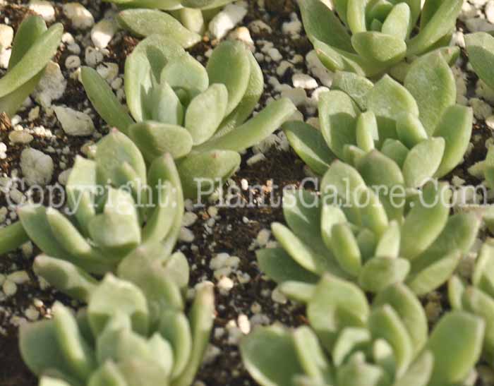 PGC-P-Echeveria-prolifica-aka-Prolific-Echeveria-2