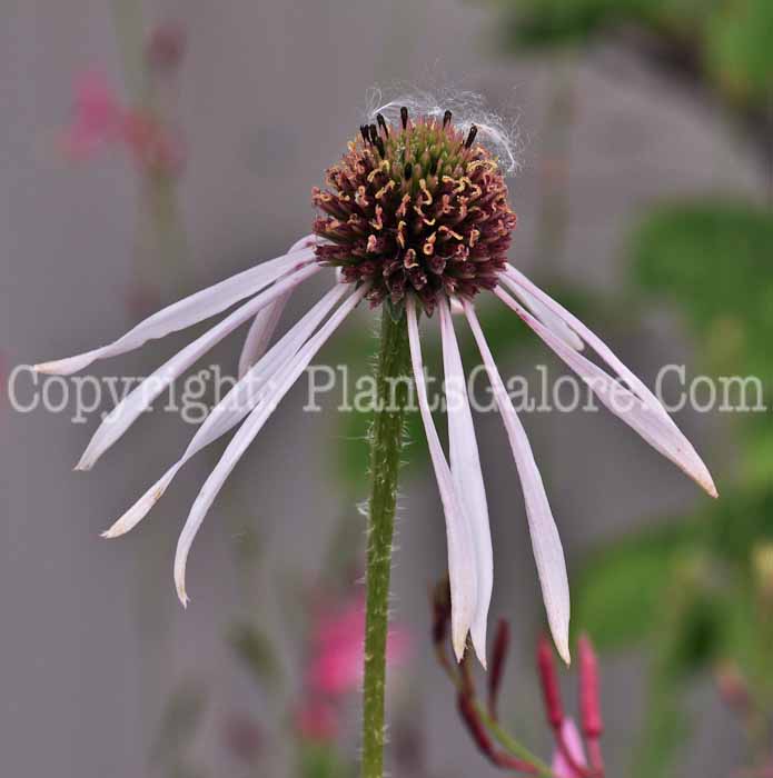 PGC-P-Echinacea-pallida-Hula-Dancer-2010-002