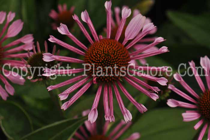 PGC-P-Echinacea-All-That-Jazz-2010-02