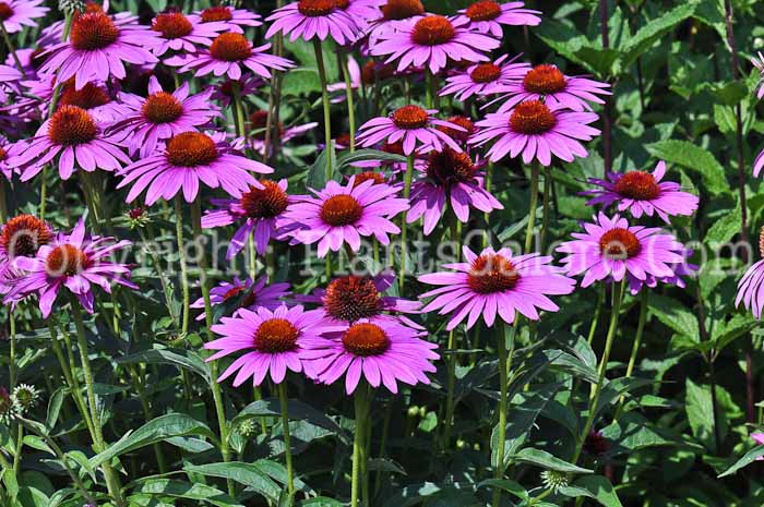 PGC-P-Echinacea-Magnus-aka-Coneflower-713a-1