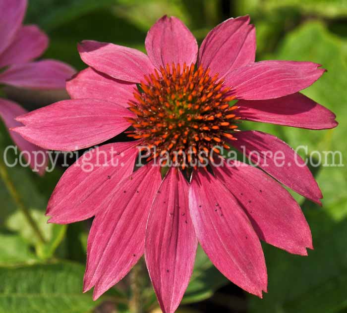 PGC-P-Echinacea-Pow-Wow-Wild-Berry-04
