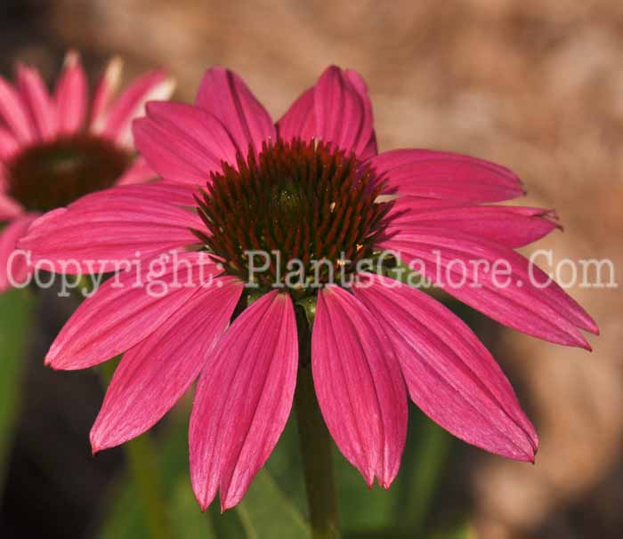 PGC-P-Echinacea-Pow-Wow-Wild-Berry-06