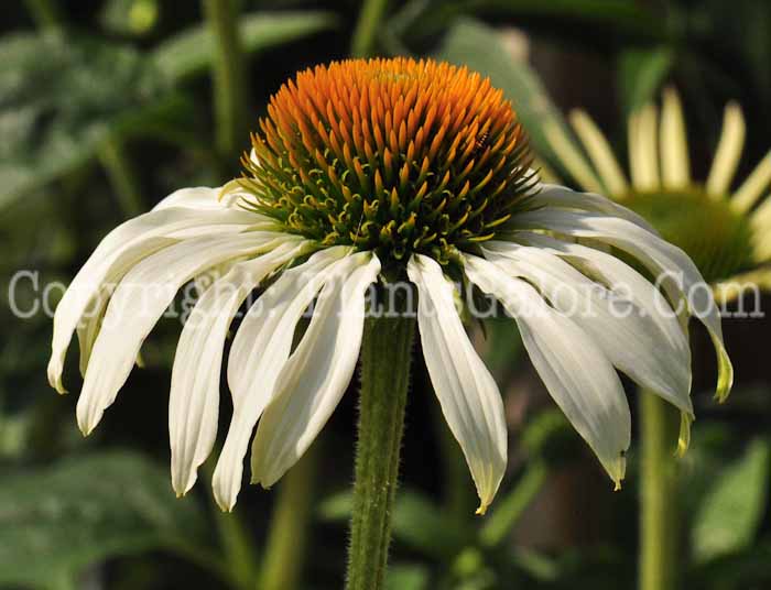 PGC-P-Echinacea-White-Swan-aka-Coneflower-2