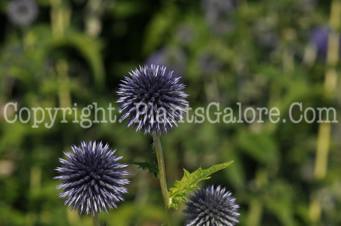 PGC-P-Echinops-ritro-aka-Globe-Thistle-3