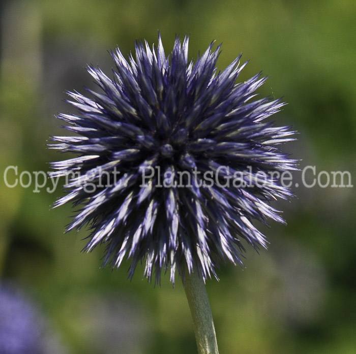 PGC-P-Echinops-ritro-aka-Globe-Thistle-4