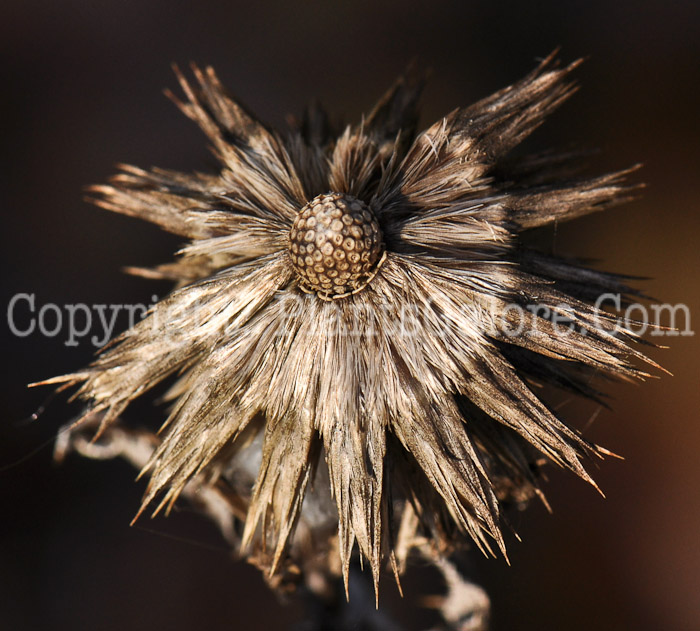 PGC-P-Echinops-ritro-aka-Globe-Thistle-6